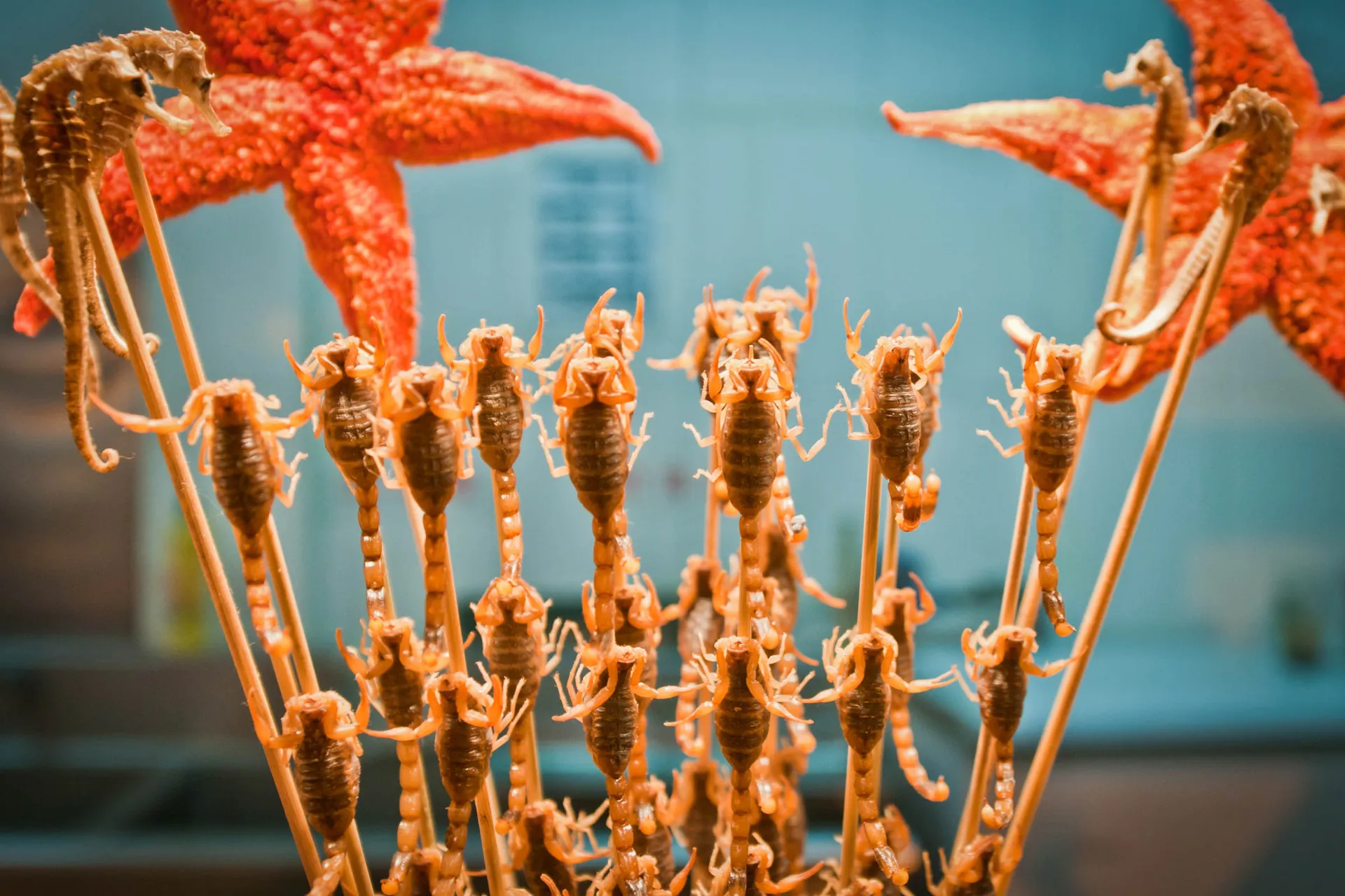 Skorpioneja ja meritähtiä vartaassa – kiinalainen katukeittiöruoka Skorpioneja ja meritähtiä vartaassa – kiinalainen katukeittiöruoka