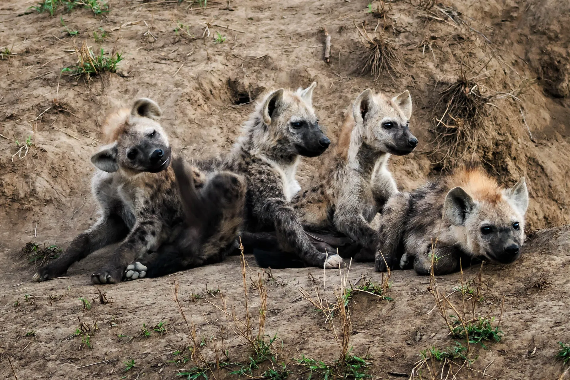 Villikoiralauma lepää, mutta pitää silmällä ympäristöä Villikoiralauma lepää, mutta pitää silmällä ympäristöä