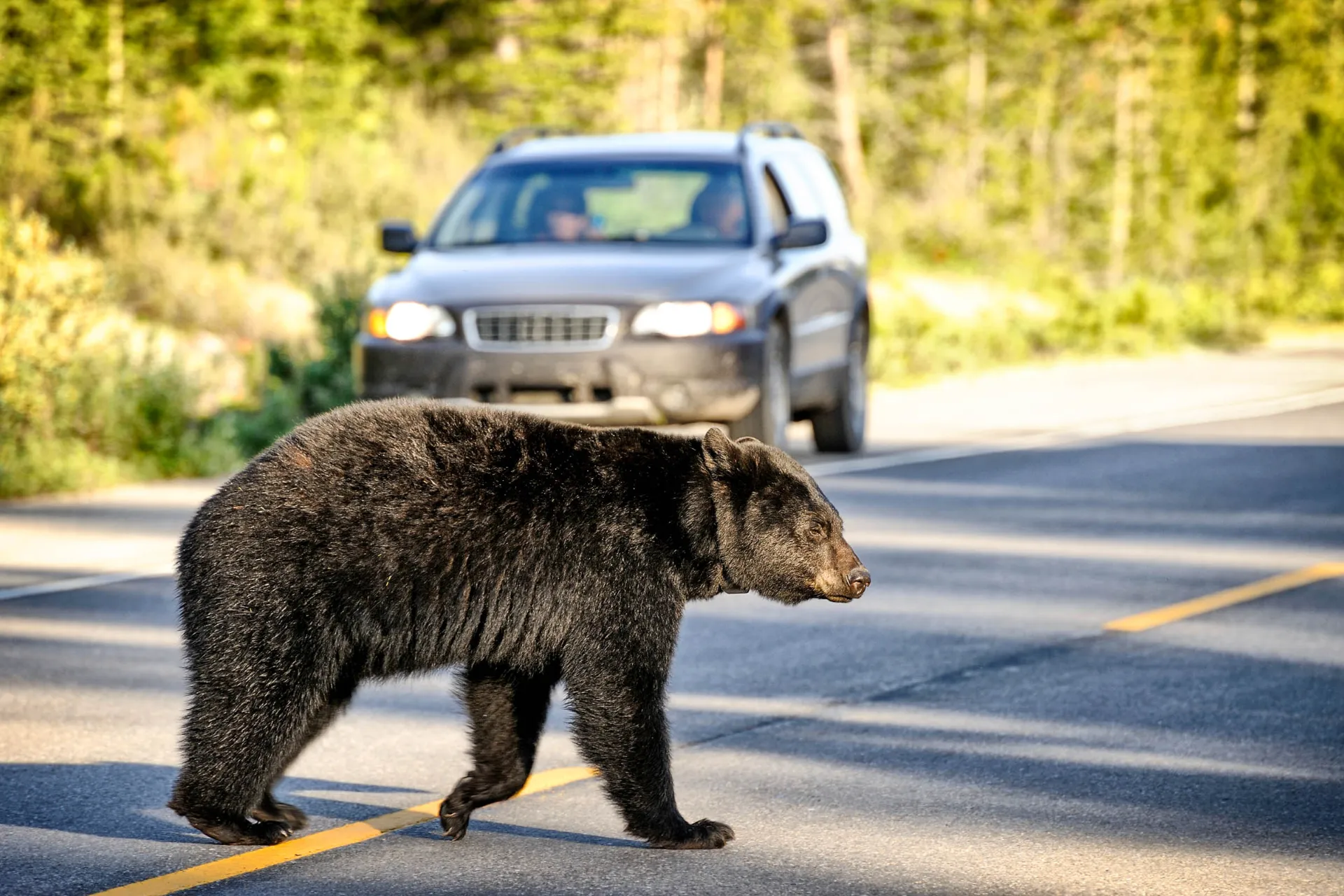 Mustakarhut elävät rauhallista elämää Kanadassa Mustakarhut elävät rauhallista elämää Kanadassa