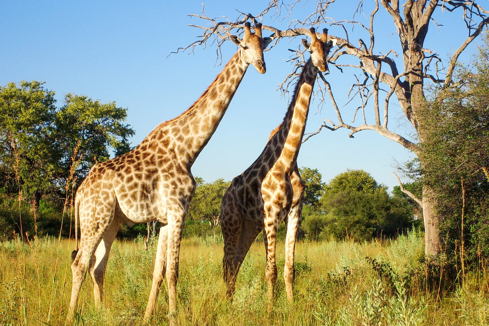 Kirahvit ovat maailman korkeimmat eläimet ja kasvavat 5,5–6 metriä korkeiksi Kirahvit ovat maailman korkeimmat eläimet ja kasvavat 5,5–6 metriä korkeiksi