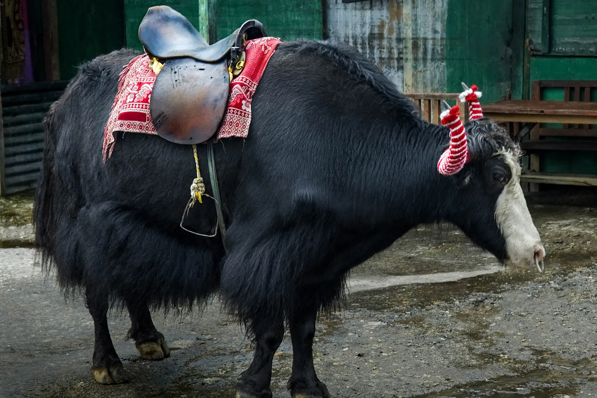 Jak valmis ratsastukseen ilman huolta eläinten hyvinvoinnista