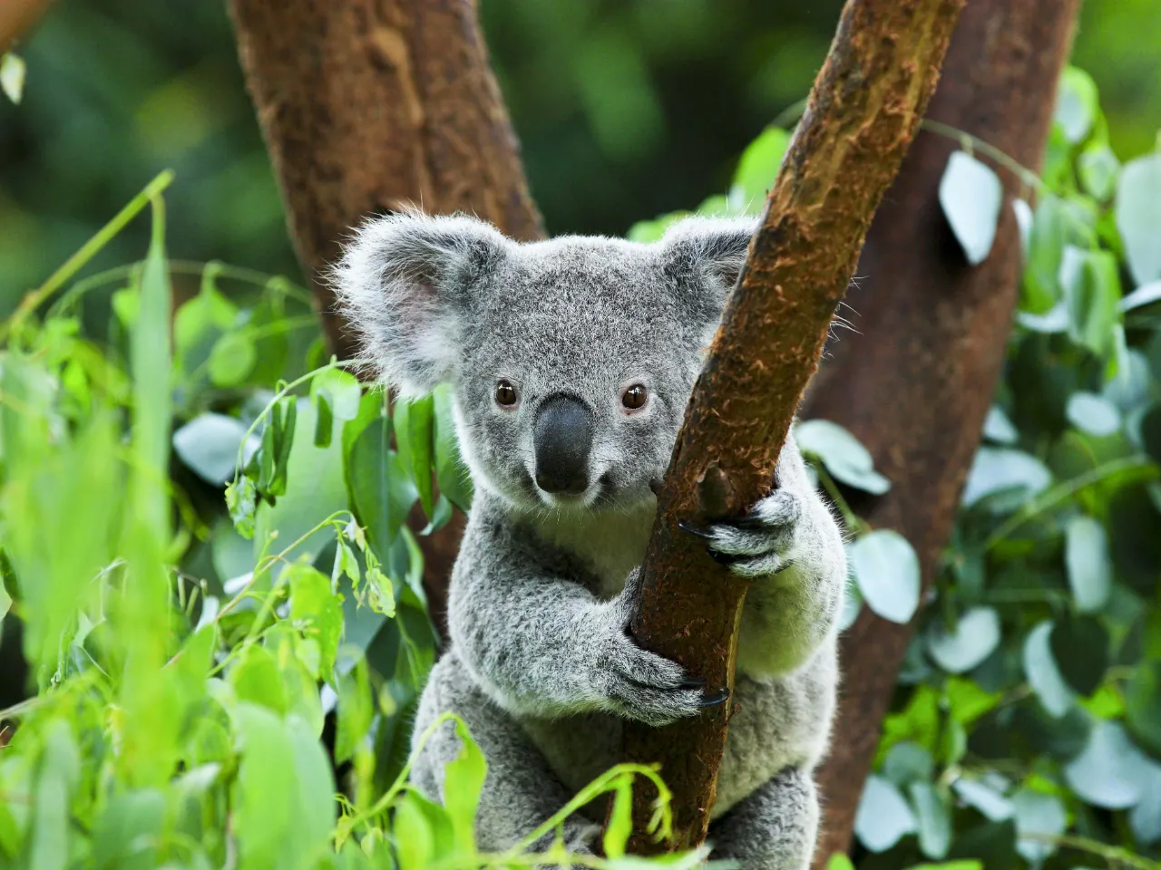 Koala on puussa elävä pussieläin, joka pääasiassa syö eukalyptuslehtiä Koala on puussa elävä pussieläin, joka pääasiassa syö eukalyptuslehtiä