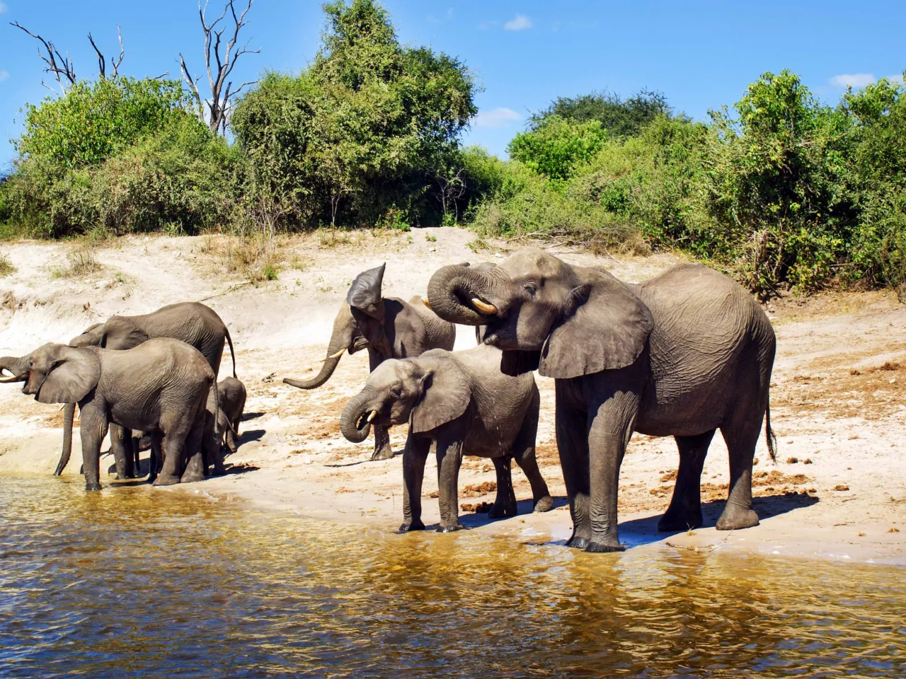 Elefantit sammuttavat janonsa