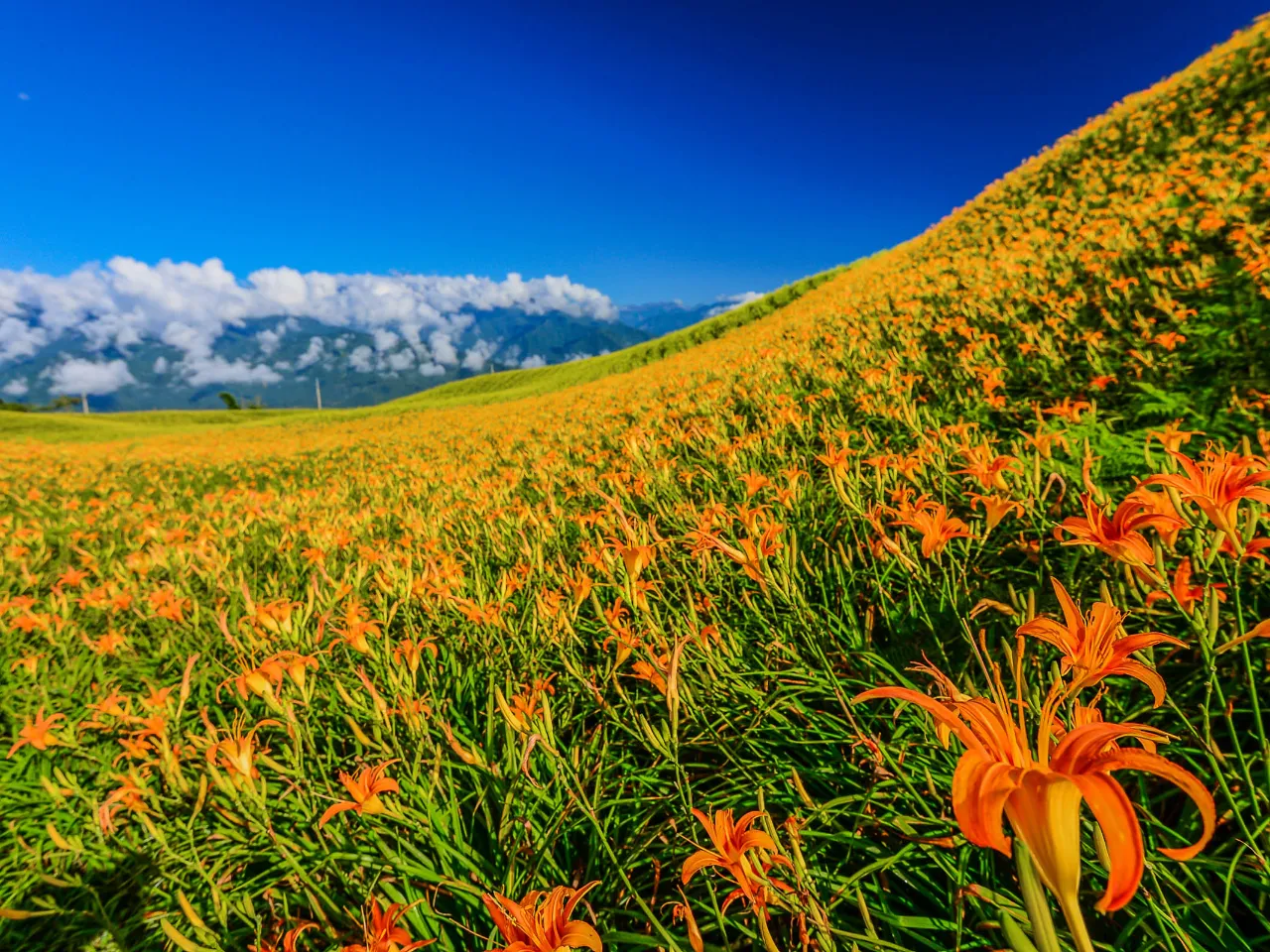 Vaikuttava liljaintegraatio