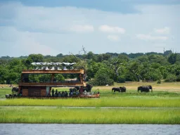 Veneestä tarkkaillaan rannalla laiduntavia norsuja