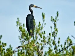 Riuttahaikara on taitava saalistaja