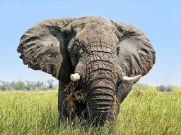 Afrikannorsulla on suuret korvat toisin kuin sen intialaisella sukulaisella Afrikannorsulla on suuret korvat toisin kuin sen intialaisella sukulaisella