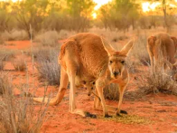 Kengurun poikanen on syntyessään vain 2 cm ja pysyy emon pussissa, kunnes se on tarpeeksi iso
