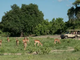 Impalat laiduntavat katsojien edessä Impalat laiduntavat katsojien edessä