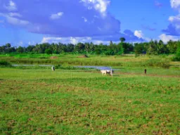 Talonpojat riisipellolla