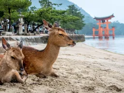 Kohtaus Miyajima-saarelta, jossa peuroja pidetään pyhinä