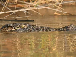 Krokotiili makaa usein piilossa vedenrajassa, valmis yllättämään saaliinsa Krokotiili makaa usein piilossa vedenrajassa, valmis yllättämään saaliinsa