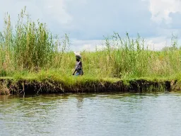 Nainen joen rannalla kantaa säkkiä päänsä päällä korkean ruohon läpi Nainen joen rannalla kantaa säkkiä päänsä päällä korkean ruohon läpi