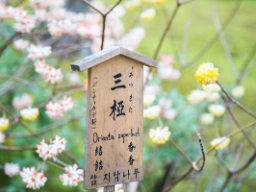 Zen-puutarha Kiotossa