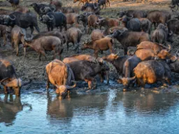 Puhvelit sammuttavat janonsa Puhvelit sammuttavat janonsa