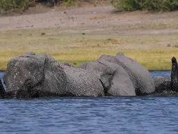 Norsut rakastavat kylpemistä Norsut rakastavat kylpemistä
