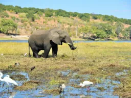 Norsu lehmähaikaroiden ja kahlaajalintujen ympäröimänä