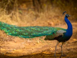 Riikinkukko on Intian ja Pakistanin kansallislintu Riikinkukko on Intian ja Pakistanin kansallislintu