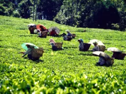 Teenpoimijat suojaavat itsensä auringonsäteiltä