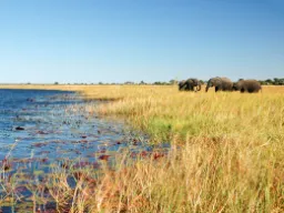 Norsut käyttävät noin 16 tuntia päivässä syömiseen Norsut käyttävät noin 16 tuntia päivässä syömiseen