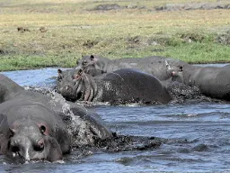 Päivällä ne viihtyvät parhaiten vedessä Päivällä ne viihtyvät parhaiten vedessä