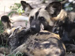 Villikoirat lepäävät yhdessä Villikoirat lepäävät yhdessä