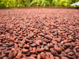 Kolumbian kaakaotuotanto on noin 60–70 000 tonnia vuodessa