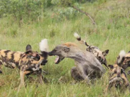 Hyeena ja villikoirat taistelevat ruoasta – hyeena taistelee istuen, muuten se saa pureman takapuoleen Hyeena ja villikoirat taistelevat ruoasta – hyeena taistelee istuen, muuten se saa pureman takapuoleen
