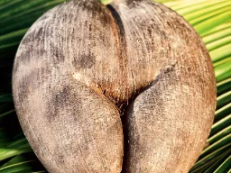 Coco de Mer on maailman suurin palmunsiemen ja sitä löytyy vain Seychelleiltä