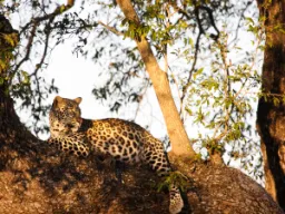 Leopardi on levinnein suurista kissoista