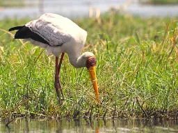 Afrikkalainen metsähaikara Afrikkalainen metsähaikara