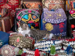 Yksi Istanbulin monista rakastetuista kissoista nauttii rauhasta keskellä basaaria