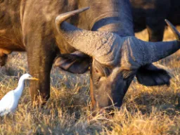 Afrikaninsarvijahti ja lehmähaikara elävät symbioosissa: puhveli hätistää hyönteisiä, joita haikara syö, ja haikara poistaa myös loisia puhvelista Afrikaninsarvijahti ja lehmähaikara elävät symbioosissa: puhveli hätistää hyönteisiä, joita haikara syö, ja haikara poistaa myös loisia puhvelista