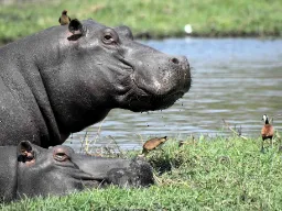 Virtahevot lepäävät joen äärellä, kun härkähaikarat poistavat hyönteisiä niiden iholta Virtahevot lepäävät joen äärellä, kun härkähaikarat poistavat hyönteisiä niiden iholta