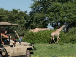 Kirahvi syö päivittäin noin 35 kg lehtiä, versoja ja hedelmiä – suosii akaasioita