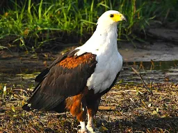 Afrikkalainen kalasääski Afrikkalainen kalasääski