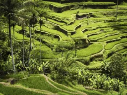 Vaikuttavat riisiterassit Ubudin lähellä Vaikuttavat riisiterassit Ubudin lähellä