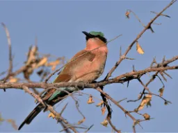 Linnusto on runsasta – tässä karmiinimehiläissyöjä Linnusto on runsasta – tässä karmiinimehiläissyöjä