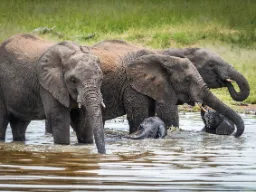 Norsut poikasineen kylpevät ja sammuttavat janonsa Norsut poikasineen kylpevät ja sammuttavat janonsa