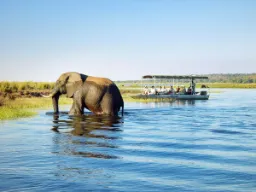 Norsu voi imeä kärsäänsä kerralla 10 litraa vettä Norsu voi imeä kärsäänsä kerralla 10 litraa vettä