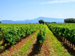 Viinitarhoja Châteauneuf-du-Papessa