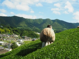 Japanilainen teenviljelijä tuoreine lehtineen kukkuloilla