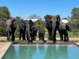 Norsut käyvät myös altaalla – eivät kuitenkaan uimassa Norsut käyvät myös altaalla – eivät kuitenkaan uimassa