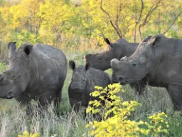 Salametsästyksen vähentämiseksi sarvikuonoilta poistetaan usein sarvet Salametsästyksen vähentämiseksi sarvikuonoilta poistetaan usein sarvet