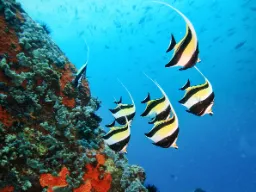 Seychellien koralliriutat kuhisevat elämää täynnä värikkäitä kaloja