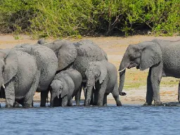 Elefanttivasikat painavat 90–120 kiloa syntyessään ja ovat noin 1 metrin korkuisia Elefanttivasikat painavat 90–120 kiloa syntyessään ja ovat noin 1 metrin korkuisia