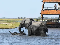 Poikasten on myös opittava uimaan Poikasten on myös opittava uimaan