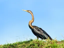 Afrikkalainen käärmekurkkulintu elää järvien ja jokien äärellä, missä se pyydystää kaloja terävällä nokallaan. Pitkä kaula antaa sille nimen "käärmekurkkulintu" Afrikkalainen käärmekurkkulintu elää järvien ja jokien äärellä, missä se pyydystää kaloja terävällä nokallaan. Pitkä kaula antaa sille nimen "käärmekurkkulintu"