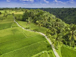 Pyöräretkellä Ubudin riisipeltojen halki Pyöräretkellä Ubudin riisipeltojen halki