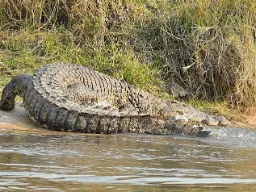 Krokotiili matkalla veteen Krokotiili matkalla veteen